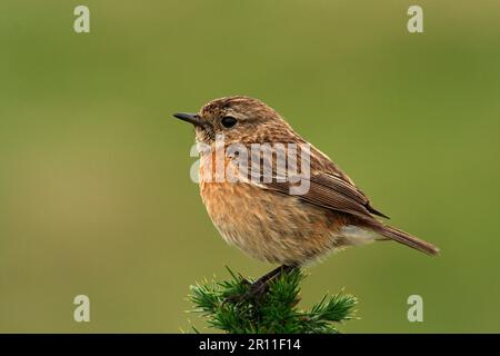 Saxicola torquatusn. Stonechat, Stonechat, Singvögel, Tiere, Vögel, afrikanisches Stonechat (Saxicola torquata), weiblich, hoch oben auf einer Gans Stockfoto