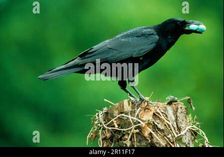 Aaskrähe (Corvus corone), Krähe, Korviden, Singvögel, Tiere, Vögel, Carrion Crow ausgewachsen, mit gestohlenen europäischen Ameiseneiern (Turdus merula) Stockfoto