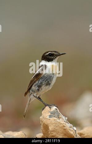 Kanarische Inseln Chat (Saxicola dacotiae) männlicher Erwachsener, hoch oben auf Felsen, Fuerteventura, Kanarische Inseln Stockfoto