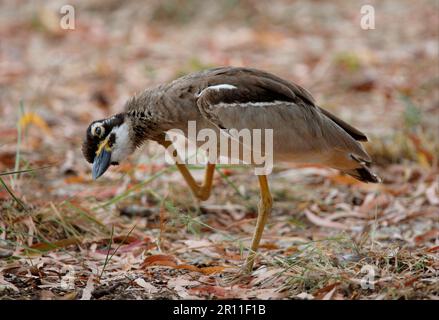 Beach Stone-Curlew (Esacus giganteus) Erwachsener, kratzt seinen Hals, Great Sandy N. P. Queensland, Australien Stockfoto