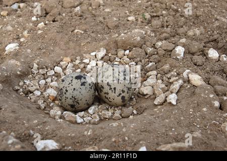 Nest und zwei Eier eurasischer Steincurlew (Burhinus oedicnemus) auf dem Feld, Norfolk, England, Großbritannien Stockfoto