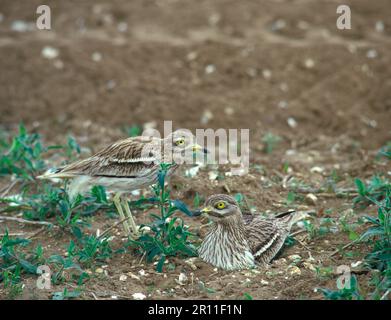 Steinkruste (Burhinus oedicnemus) Paar im Nest (S) Stockfoto