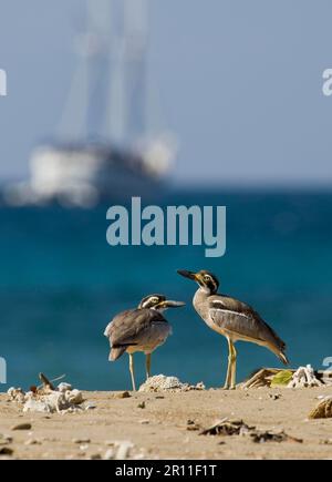 Beach Stone-Curlew (Esacus giganteus) zwei Erwachsene, die am Strand stehen, mit Schiff im Hintergrund, Komodo Island, Indonesien Stockfoto