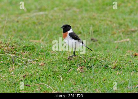 Ostafrikanisches Stonechat, Ostafrikanisches Stonechat, Singvögel, Tiere, Vögel, Stonechat (Saxicola torquata axillaris), männlich, im Stehen Stockfoto