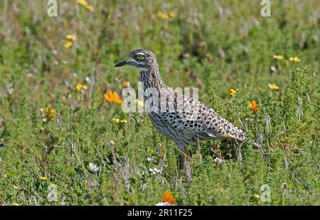 Fleckendikop (Burhinus capensis), Erwachsener, im Zuchtgebiet, Westküste N. P. Westkap, Südafrika Stockfoto