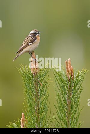 Whinchat (Saxicola rubetra), männlicher Erwachsener, sitzt auf den Blüten der schottischen Kiefer (Pinus sylvestris), Finnland Stockfoto