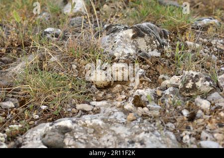 Eurasischer Steincurlew (Burhinus oedicnemus) zwei Eier in Nest, Bulgarien Stockfoto