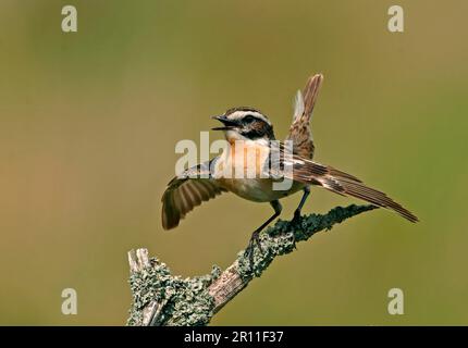 Whinchat (Saxicola rubetra), männlicher Erwachsener, mit ausgestreckten Flügeln, Schottland, Großbritannien Stockfoto