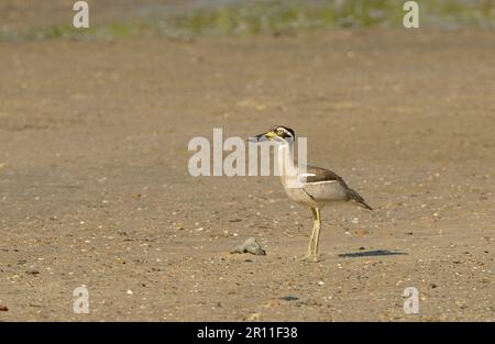 Beach Stone-Curlew (Esacus giganteus) Erwachsener, auf Sand stehend, Cairns, Queensland, Australien Stockfoto