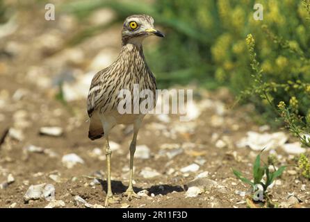 Steinkurbel (Burhinus oedicnemus) auf dem Boden Stockfoto