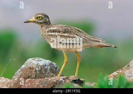 Eurasischer Steincurlew (Burhinus oedicnemus), Erwachsener, auf Felsen stehend, Fuerteventura, Kanarische Inseln Stockfoto