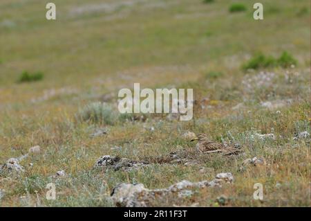 Eurasischer Steincurlew (Burhinus oedicnemus), Erwachsener, Eier inkubieren, im Nest auf rauem Boden sitzen, Bulgarien Stockfoto