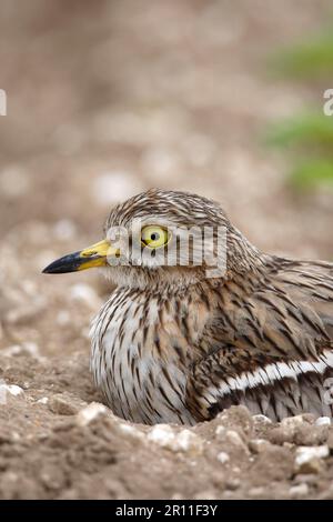 Eurasischer Steincurlew (Burhinus oedicnemus), Erwachsener, Nahaufnahme des Kopfes, am Nest in Field, Norfolk, England, Großbritannien Stockfoto