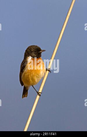 Sibirien Stonechat, Sibirien Stonechat, Singvögel, Tiere, Vögel, Sibirisches Stonechat (Saxicola maurus) männlich, auf Schilfstiel stehend Stockfoto
