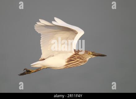 Chinesischer Teichreiher (Ardeola bacchus), Erwachsener, Winterzucht, im Flug, Hongkong, China Stockfoto