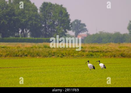 afrikanischer heiliger Ibis (Threskiornis aethiopicus), führte Arten ein, zwei Erwachsene, die auf einem Reisfeld in Norditalien forschten Stockfoto