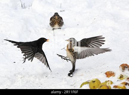 Ausgewachsener Feldzug (Turdus pilaris) und Amsel (Turdus merula), die im Schnee um Äpfel kämpfen, West Midlands, England, Großbritannien Stockfoto