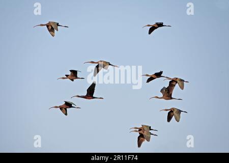 Glänzende Ibis (Plegadis falcinellus) Herde, im Flug, Keoladeo Ghana N. P. (Bharatpur), Rajasthan, Indien Stockfoto