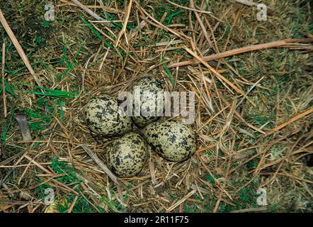 Nördliche Lapwings (Vanellus vanellus), Tiere, Vögel, Waders, Lapwing Nest und Eier (S) Stockfoto