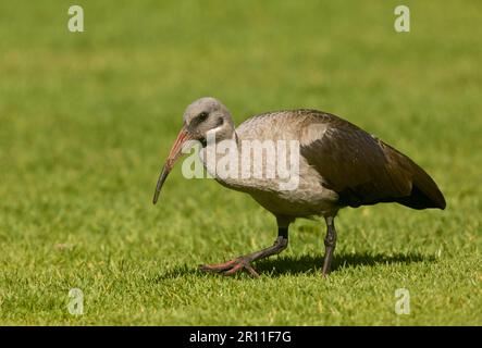 Hadada Ibis (Bostrychia Hagedash) Erwachsener, Wandern auf Gras, Kapstadt, Westkap, Südafrika Stockfoto