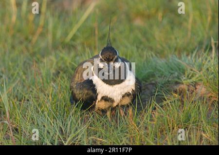 Ausgewachsener nördlicher Lapflügel (Vanellus vanellus), zwei Küken, Elmley Marshes, Insel Sheppey, Kent, England, Frühling Stockfoto