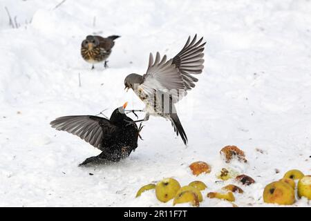 Ausgewachsener Feldzug (Turdus pilaris) und Amsel (Turdus merula), die im Schnee um Äpfel kämpfen, West Midlands, England, Großbritannien Stockfoto