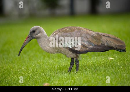 Hadada Hadada ibis (Bostrychia Hagedash), Erwachsener, auf Gras stehend, Knysna, Westkap, Südafrika Stockfoto