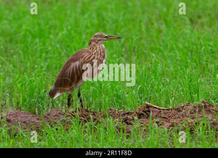 indischer Teichreiher (Ardeola grayii), ausgewachsen, nicht zuchtendes Gefieder, Wanderung auf Reisfeld, Sri Lanka Stockfoto