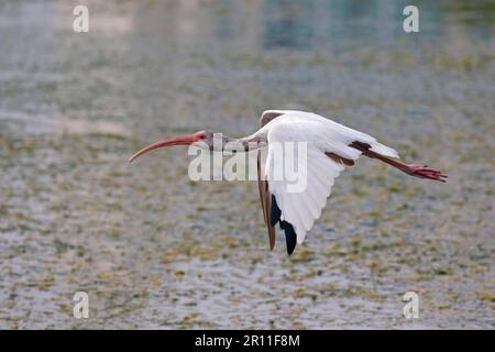 Amerikanischer weißer amerikanischer Ibis (Eudocimus albus), unreif, im Flug über Wasser, utricularia ochroleuca (U.) (U.) S. A Stockfoto