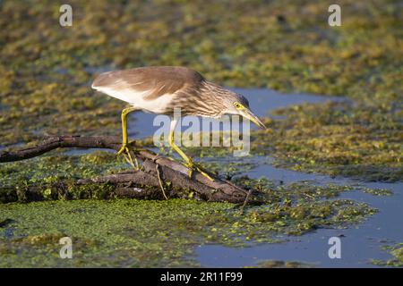 indischer Teichreiher (Ardeola grayii), ausgewachsen, nicht zuchtendes Gefieder, auf einem Baumstamm in einem Sumpf stehend, Keoladeo Ghana N. P. (Bharatpur) Stockfoto