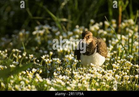Lapwing (Vanellus anellus) Chick in water crowfoot, Elmley Marshes, Kent Stockfoto