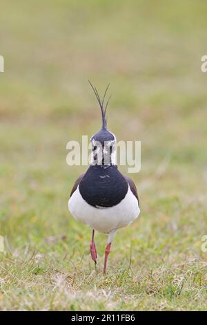 Nördlicher Lapwing (Vanellus vanellus), männlicher Erwachsener, auf Gras im Feld, Suffolk, England, Vereinigtes Königreich Stockfoto