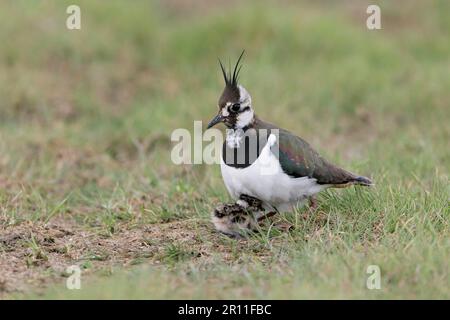 Nördlicher Lapwing (Vanellus vanellus), weiblich ausgewachsene Tiere, die Küken unter dem Körper halten, in Weideland, Suffolk, England, Vereinigtes Königreich Stockfoto