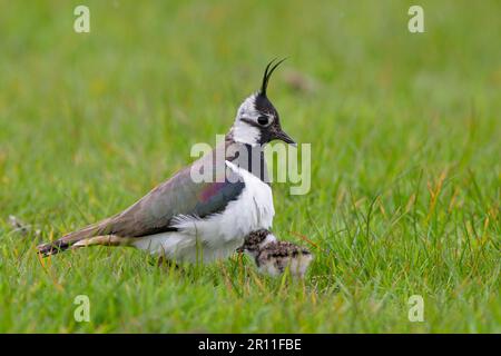 Ausgewachsene weibliche nördliche Lapwings (Vanellus vanellus), kurz vor der Inkubation eines frisch geschlüpften Küken, Suffolk, England, Vereinigtes Königreich Stockfoto