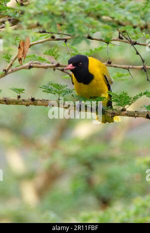 Afrikanische SchwarzkopfOriole (Oriolus larvatus rolleti), Erwachsener, in einem Dornbaum sitzend, Nakuru-See, Kenia Stockfoto