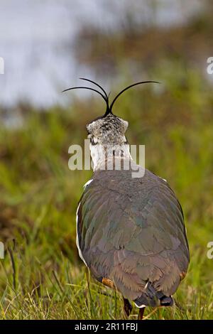 Nördlicher Lapwing (Vanellus vanellus), Erwachsener, Rückansicht, Futtersuche auf Moorland, Inverness-shire, Schottland, Vereinigtes Königreich Stockfoto