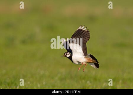 Nördlicher Lapwing (Vanellus vanellus), Erwachsener, im Flug, Landung im Weideland, Suffolk, England, Vereinigtes Königreich Stockfoto