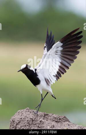 Schmiedetaucher (Vanellus armatus), Schmiedetaucher, Schmiedetaucher, Schmiedetaucher, Schmiedetaucher, Tiere, Vögel, Waders, Blacksmith Plover Stockfoto