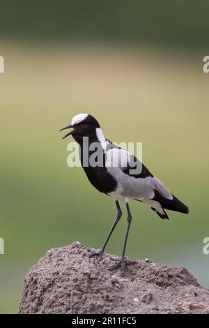 Schmiedetaucher (Vanellus armatus), Schmiedetaucher, Schmiedetaucher, Schmiedetaucher, Schmiedetaucher, Tiere, Vögel, Waders, Blacksmith Plover Stockfoto