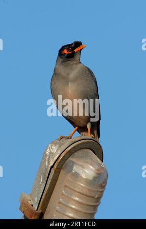 Bank Mynah, Bank mynas (Acridotheres ginginianus), Starling, Stare, Singvögel, Tiere, Vögel, ausgewachsene Bank Mynah, hoch oben an der Straßenbeleuchtung Stockfoto