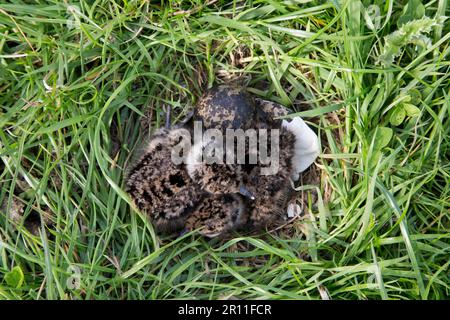 Nördliche Lapwings (Vanellus vanellus) Ei und zwei neu geschlüpfte Küken in Nest, Suffolk, England, Vereinigtes Königreich Stockfoto