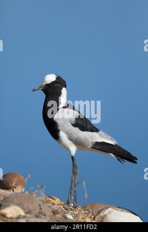 Hufschmied Plover (Vanellus armatus), Erwachsener, am Rand des Wassers, Paarl Bird Sanctuary, Paarl, Westkap, Südafrika Stockfoto