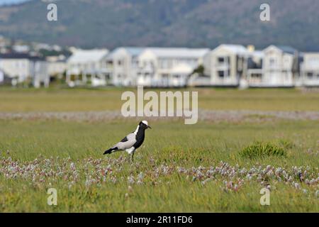 Schmiedetaucher, Schmiedetaucher (Vanellus armatus), Schmiedetaucher, Tiere, Vögel, Schmiedetaucher, Hufschmied-Geliebter, Erwachsener, im Lebensraum Stockfoto