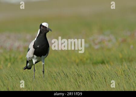 Schmiedetaucher (Vanellus armatus), Schmiedetaucher, Schmiedetaucher, Schmiedetaucher, Schmiedetaucher, Tiere, Vögel, Waders, Blacksmith Plover Stockfoto