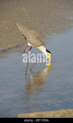 Maskierter Lapwing (Vanellus Miles) Erwachsener, trinkend, im flachen Wasser stehend, Queensland, Australien Stockfoto