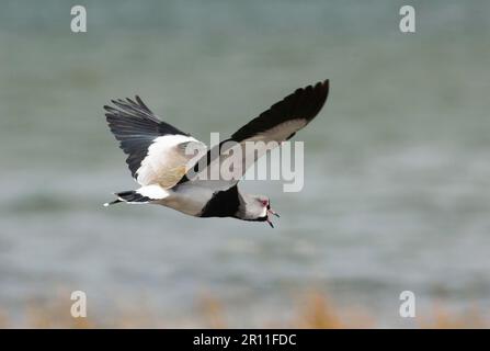 Südlicher Lapwing (Vanellus chilensis), männlicher Erwachsener, anmeldender Flug, Tierra del Fuego, Argentinien Stockfoto