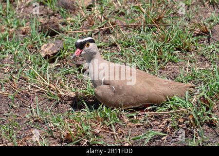 Kranzschlüpfer (Vanellus coronatus), Erwachsener, auf Nest sitzend, Bruteier, Masai Mara, Kenia Stockfoto