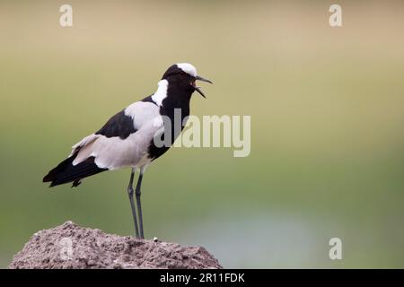 Schmiedetaucher (Vanellus armatus), Schmiedetaucher, Schmiedetaucher, Schmiedetaucher, Schmiedetaucher, Tiere, Vögel, Waders, Blacksmith Plover Stockfoto