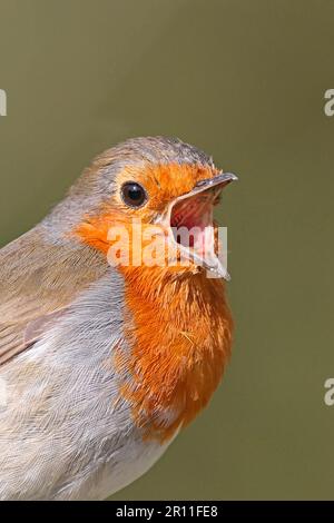 Europäisches Rotkehlchen (Erithacus rubecula), Erwachsener, Lied, Nahaufnahme des Kopfes, West Sussex, England, Vereinigtes Königreich Stockfoto