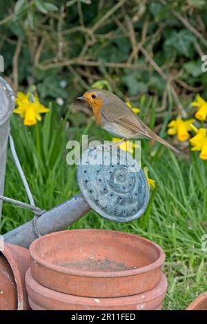 Europäischer Rotkehlchen (Erithacus rubecula), Erwachsener, sitzt auf einer Gießkanne neben Blumentöpfen und Narzissen, im Garten, England, United Stockfoto